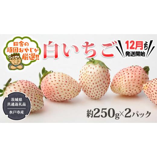 ふるさと納税 茨城県 つくばみらい市 白いちご約250ｇ×2パック（茨城県共通返礼品：水戸市産）田舎の頑固おやじが厳選！ 茨城県 …