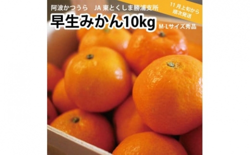 JA東とくしま 勝浦早生みかん 10kg M-Lサイズ 秀品