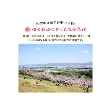 ふるさと納税 フルーツ王国　和歌山の桃　品種おまかせ6〜9玉（約2kg入り）化粧箱入り ※北海道・.. 和歌山県広川町