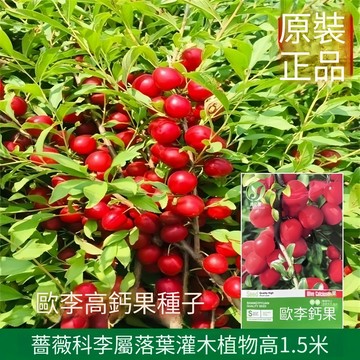 【現貨可開收據】大包裝 歐李鈣果種子（約10粒）李子歐李種子 好吃易種 植株高1.5米高產南北部水果種子/原裝包對版