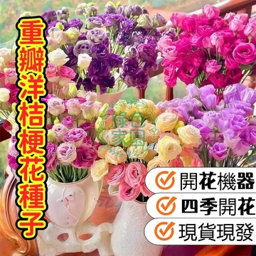 現貨現發  【精選重瓣洋桔梗種子】 開花機器  四季開花 多色混合 盆栽切花首選 適合台灣氣候 候 易栽培 打造夢幻花園
