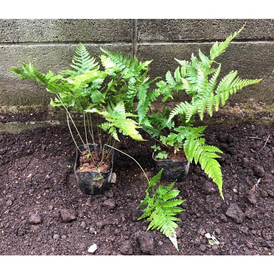 ベニシダ10Potセット・常緑苗 シダ植物 常緑 日陰 グランドカバー