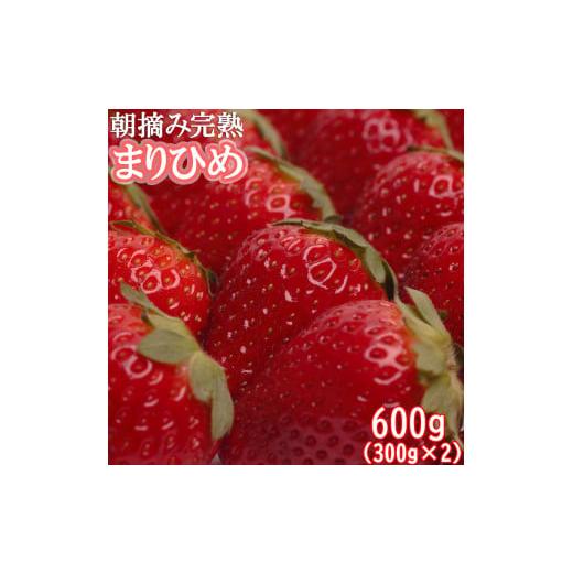 ふるさと納税 和歌山県 広川町 ＜1月より発送＞朝摘み完熟まりひめ約600g（300g前後×2トレイ）【こだわりの土耕栽培のいちごを…