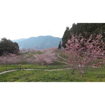 武陵櫻花季｜早鳥折1千｜千櫻園、武嶺、天池、希利克步道、埔里酒廠、福壽山農場連泊三日｜高雄台南_27KHHTXG02