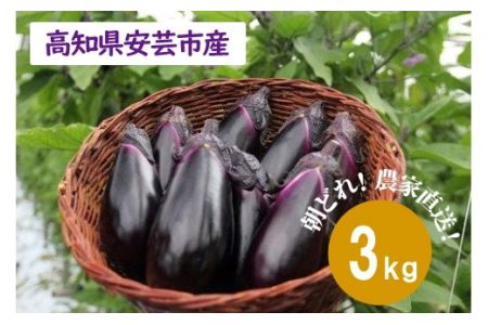 農家直送!高知県安芸市産　朝採れナス　3kg