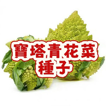 寶塔青花菜種子 台灣現貨 羅馬花椰菜 珊瑚菜種子 翠綠青花筍 免孵芽 家庭菜園 陽台盆栽 有機蔬菜 秋冬季播種 快速發芽