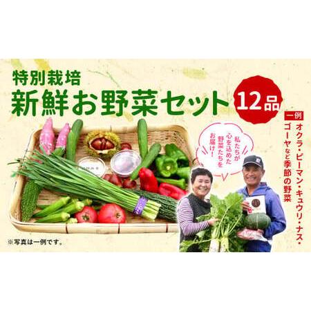 ふるさと納税 特別栽培 季節のお野菜セット 12品 おまかせ 宮崎県えびの市