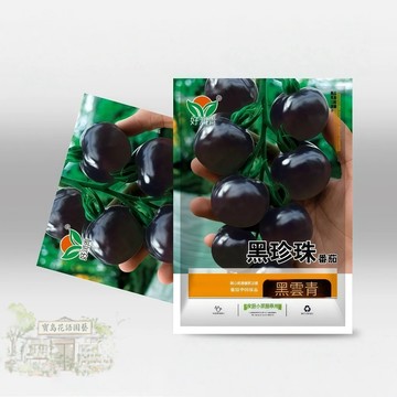 【現貨可開收據】黑珍珠番茄種子（約100粒）盆栽紫番茄種子 水果番茄小聖女果種子黑玫瑰小柿子 四季播種高產蔬菜種子/原裝