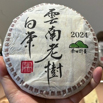 茶田計畫- 2024年 鳳慶白茶餅 貢眉白茶