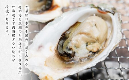 活き天草真牡蠣 2kg（100g以上×20個）加熱用かき 牡蠣 カキ