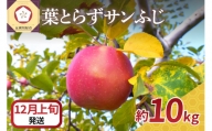  りんご 10kg サンふじ 葉とらず 青森