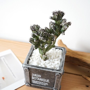 【竒植花物】法式金屬風仙人掌盆栽 多肉 生日禮物 辦公室盆栽