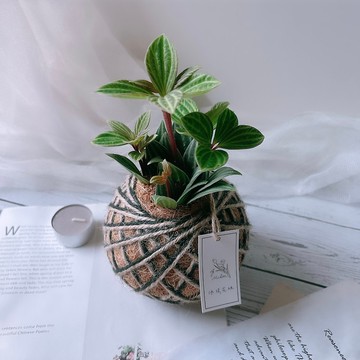 小苔球 白脈椒草  室內植栽