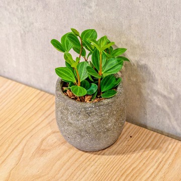 翡翠椒草 桌上型水泥盆栽 觀葉植物 禮物 盆栽 交換禮物