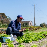 佐賀産季節の旬野菜10種類とドレッシング：B016-039