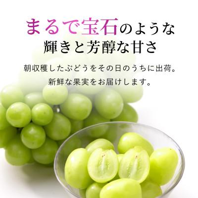 ふるさと納税 笛吹市 シャインマスカット　約1.1kg以上(2〜3房入)朝採り産地直送