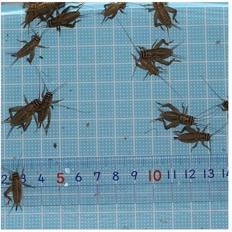 送料 ３５０ポスト投函 えさ用ヨーロッパイエコオロギ ｍｌサイズｍｉｘ 5０匹 トカゲ ヤモリ カエルの生餌 爬虫類のえさ 通販 Lineポイント最大get Lineショッピング