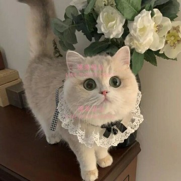 可愛蝴蝶結口水巾蕾絲項圈仙女貓泰迪比熊拍照飾品通用