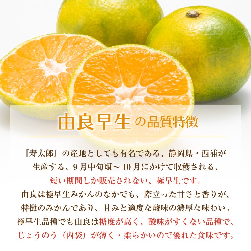 [予約 10月10日-11月30日の納品] 西浦みかん マルマみかん ゆら早生 約10kg 静岡県産 JAなんすん 産地箱 お歳暮 御歳暮