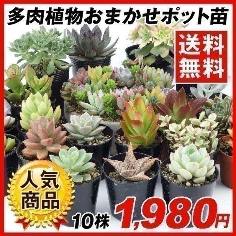 多肉植物 おまかせポット苗 セット（10株）アソート セット set/観葉植物 花苗 おしゃれ インテリア 室内 こっかえん 国華園  LINEショッピング