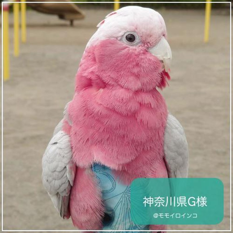 フライトスーツ ワイドプラス〜モモイロインコ ソロモンオウム | LINE