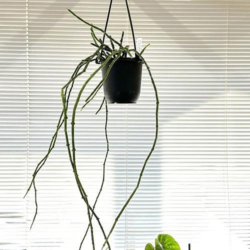 観葉植物 吊り下げ サルコステンマ ソコトラナム 3.5号 吊り キナンクム シナンクム サルコステマ ソコトラヌム インテリア 室内 珍しい |  LINEショッピング