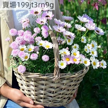 現貨 瑪格麗特（500粒） 新品瑪格麗特花卉種子 夏日英雄 石榴14號 多款新品瑪格麗特茼蒿菊花卉種子 觀賞園藝花卉種子