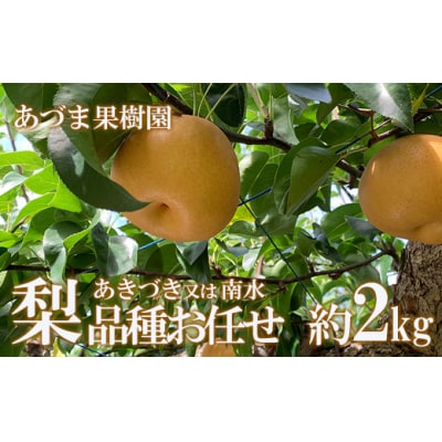 梨　品種おまかせ　(あきづき又は南水)約2kgNo.1764