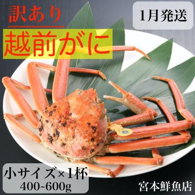 ふるさと納税 越前町 ≪浜茹で≫越前がに　小サイズ×1杯