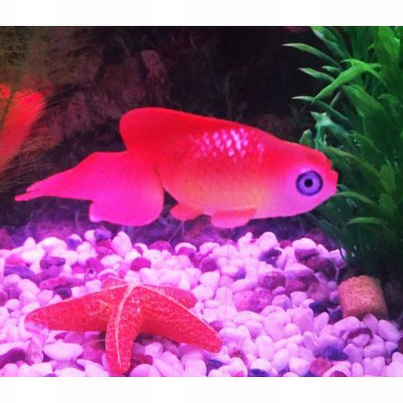 人工ベタ魚 人工金魚 でめきん デメキン カクレクマノミ