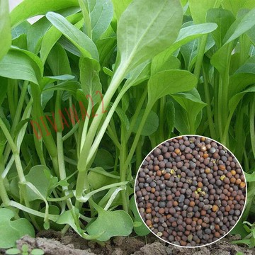 12h出貨 雞毛菜 18天速生蔬菜 小白菜 高產雞毛菜種子速生小青菜種子 青梗菜新手好養抗熱蔬菜盆栽四季播種葉菜種子