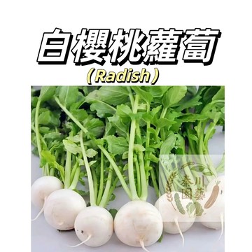 嘉義現貨（白櫻桃蘿蔔種子LB-7 ）水果迷你蘿蔔生吃水蘿蔔種子~營養多汁速生蔬菜種子#果菜