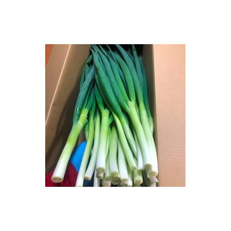 ふるさと納税 生産農家直送　京野菜・九条ねぎ　2kg×4回 京都府宇治田原町