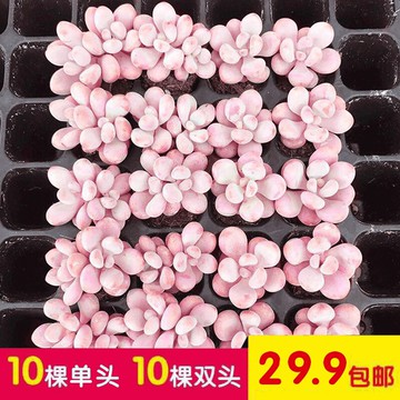 植物裝飾小擺件多肉一箱組合套裝多肉盆栽創意生日禮物客廳微景觀