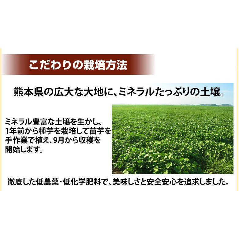 さつまいも シルクスイート 訳あり 10kg 箱込（内容量9kg＋補償分500g)  送料無料 熊本・宮崎県産 サツマイモ 春こがね 紅まさり 焼き芋 芋 いも