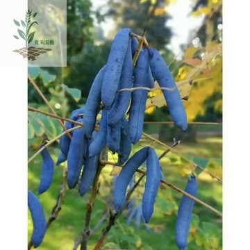 青禾園藝 （貓屎瓜種子）藍蕉果種子 貓兒屎種子稀有果樹種子 野生瓜果 老鼠瓜鬼指头種子 猫屎筒鸡肠子#台灣自留種