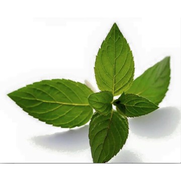 綠薄荷精油【冠亦商行】