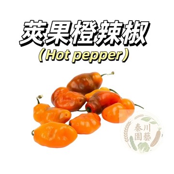嘉義現貨（神秘的譜號辣椒種子LJ-44） （微辣）莢果橙黃色，內部橙紅色~形狀大細長SHU3W-5W盆栽果菜種子
