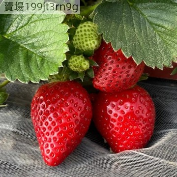 現貨甜查理草莓種子（200粒）2025新種 超甜四季室內外陽臺盆栽種子香气浓郁 汁水多糖度高 抗病性強 大果型結果能力強