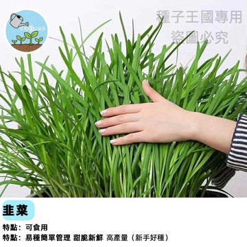 【現貨】四季韭菜種子 割再茬老品種韭菜種子一次種植多年收成盆栽庭院陽台種植農家蔬菜種子 有機蔬菜自種