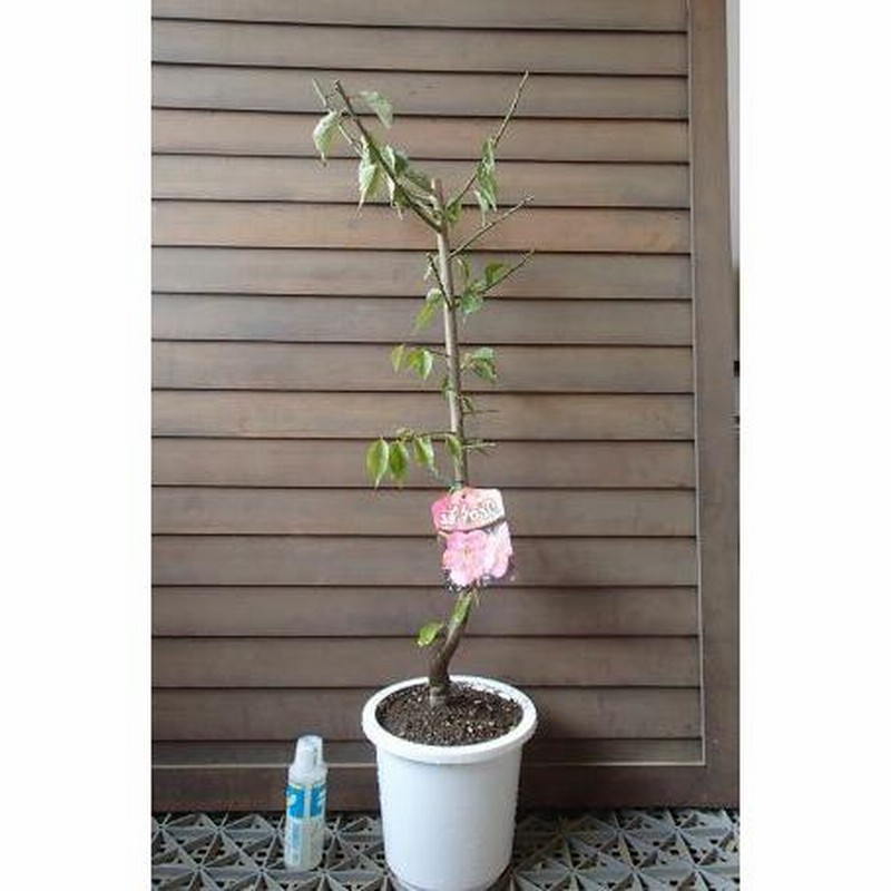 花梅 苗木 梅の木 梅の花（6寸鉢植え）道知辺：ミチシルベ(花梅