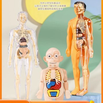 人體全身器官人體骨架仿真醫學拚裝軀幹結構內臟科敎類玩具模型 ZWOC