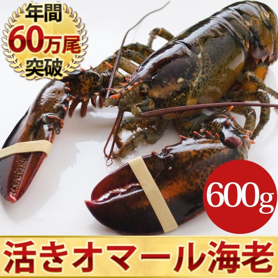 活オマール海老（600g）1尾入