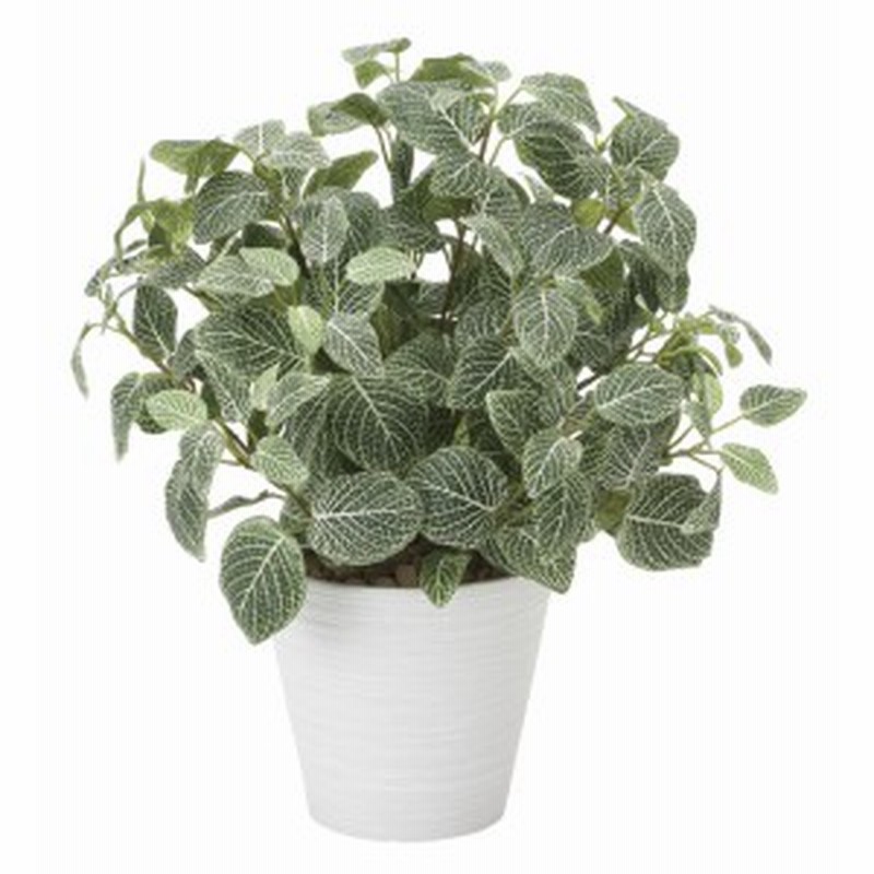 フィットニアm 人工観葉植物 高さ48cm 光触媒 2a100 店舗用品 光触媒 人工観葉植物 造花 フェイクグリーン テーブル 卓上 用 通販 Lineポイント最大1 0 Get Lineショッピング