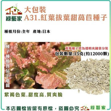 【綠藝家】00A31.大包裝紅葉拔葉甜萵苣種子15克(韓國烤肉萵苣 日本進口拔葉A菜 ，包肉生菜) 葉菜類種子