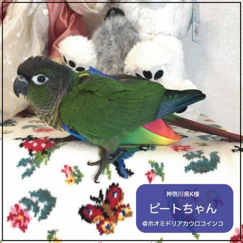 フライトスーツ スモール〜ウロコインコ 小型のオカメインコ