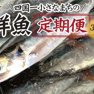 ～海の幸～旬の朝どれ鮮魚セット カネアリ水産の鮮魚定期便３ヶ月 季節 四季 旬 春 夏 秋 冬 鮮魚 カツオ サバ 金目鯛 カンパチ 魚 海鮮 冷蔵