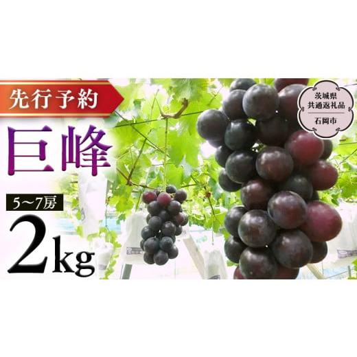 ふるさと納税 茨城県 桜川市   巨峰 約2kg (茨城県共通返礼品 石岡市） 開田ぶどう園 産地直送 フルーツ 甘い 直送 茨城 限定 ぶどう 巨峰 果物…