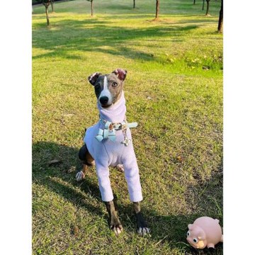 小靈緹衣服紙樣diy手工冬季高領兩腳惠比特意大利格力犬貝林頓狗