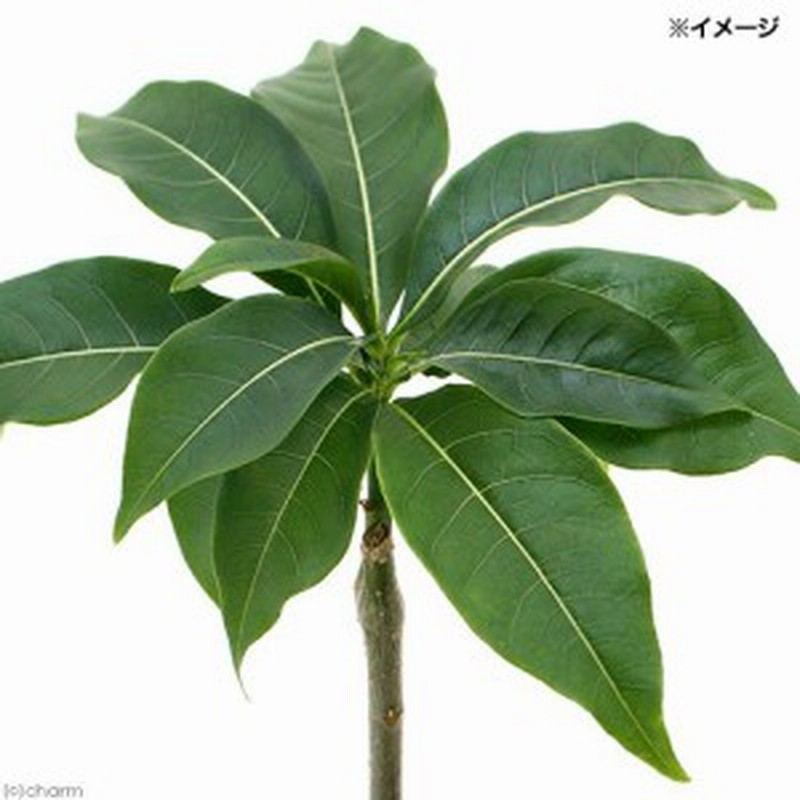観葉植物 バオバブの木 バオバブ ｓｐ ３号 １鉢 沖縄別途送料 通販 Lineポイント最大1 0 Get Lineショッピング